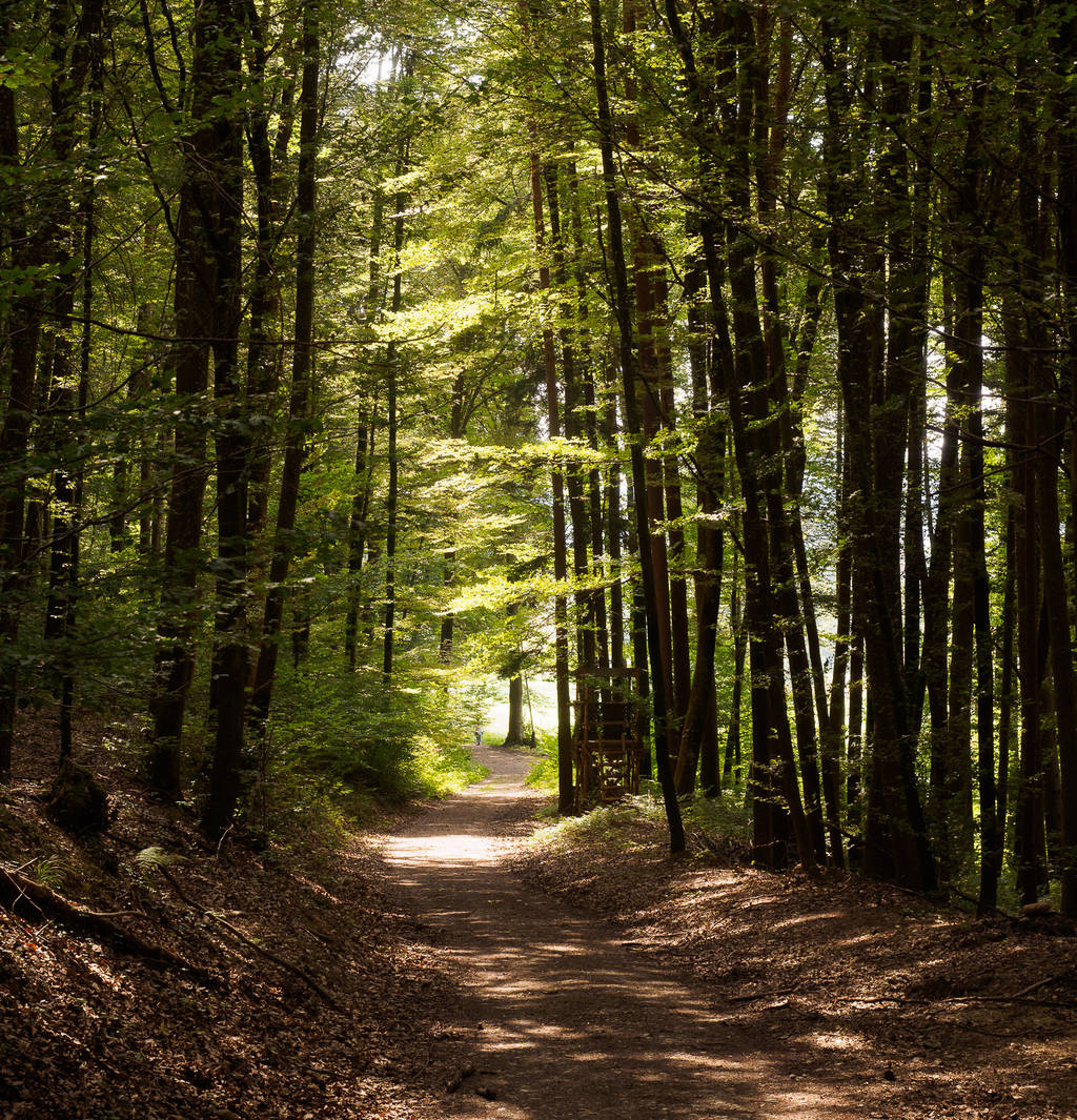 forest path