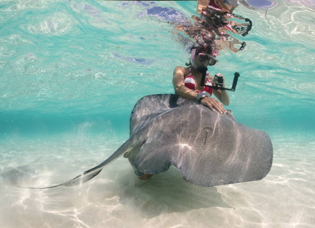 diver shooting video of stingray